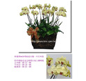蘭花盆栽─黃金蝴蝶蘭