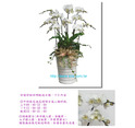 蘭花盆栽─白花蝴蝶蘭