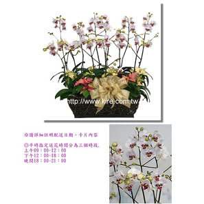 蘭花盆栽─斑點白花蝴蝶蘭