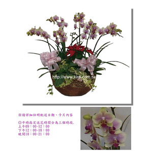 蘭花盆栽─新品蝴蝶蘭