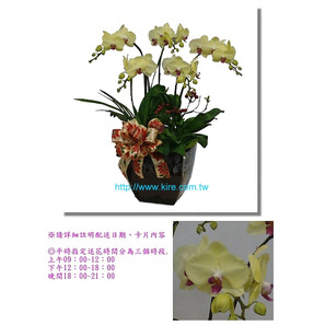 蘭花盆栽─黃金蝴蝶蘭