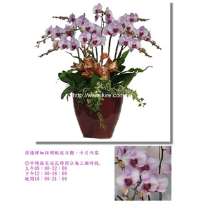蘭花盆栽─粉色系列蝴蝶蘭