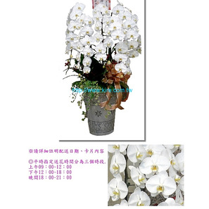 蘭花盆栽─特級大花白蝴蝶蘭