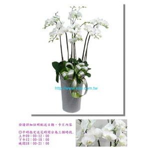蘭花盆栽─白花蝴蝶蘭