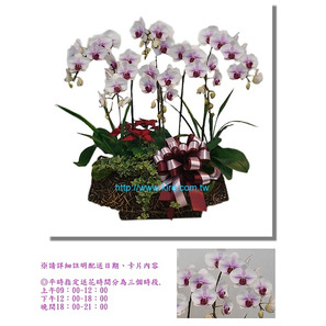 蘭花盆栽─白花紅心蝴蝶蘭